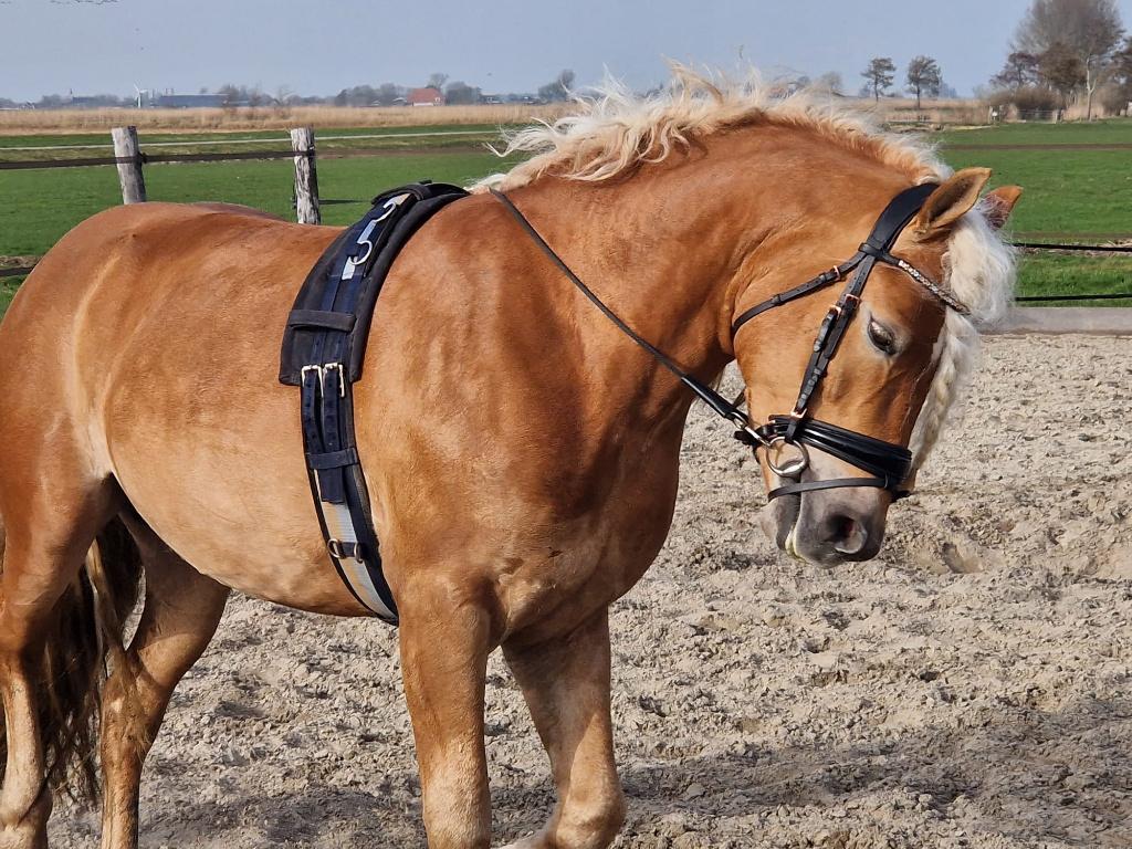 4 jarige mooie luxe koele haflinger ruin. En 2.5 jarige ruin, Dieren en Toebehoren, Pony's, Ruin, 3 tot 6 jaar, D pony (1.37m tot 1.48m)