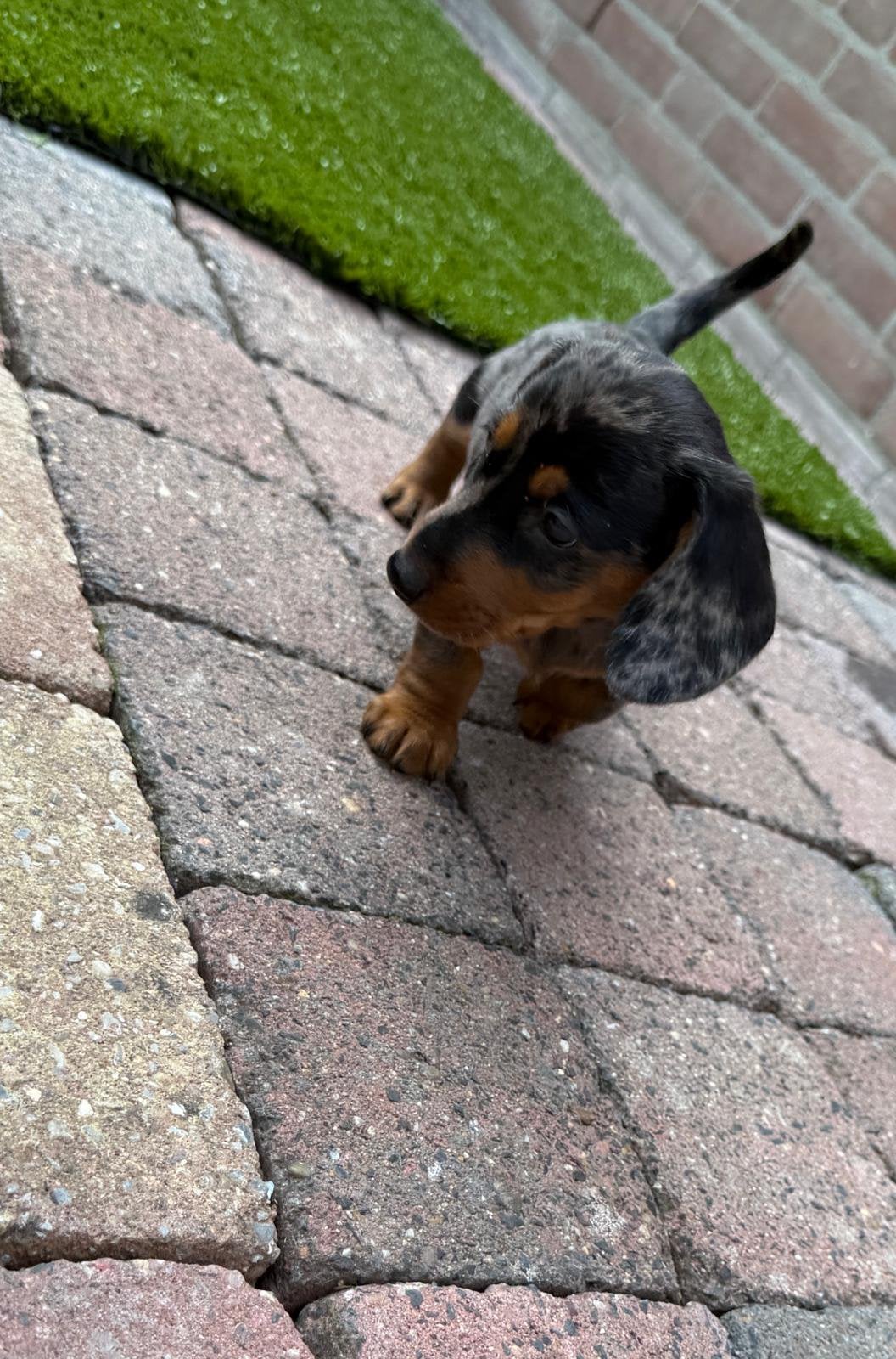 Dwerg teckel merle, Dieren en Toebehoren, Honden | Teckels en Dashonden, Parvo, Reu, 8 tot 15 weken, Korthaar