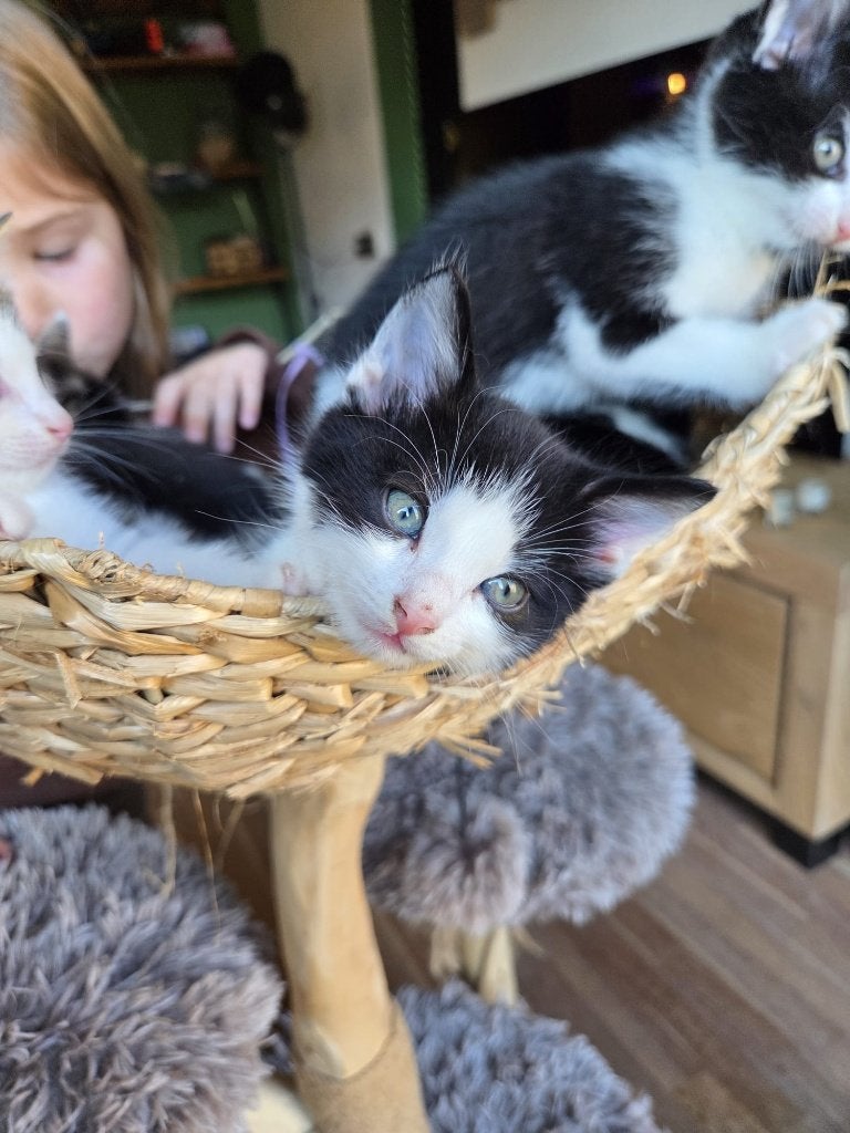 Kittens te koop ragdoll x europese korthaar (2 beschikbaar), Meerdere dieren, Kortharig, 0 tot 2 jaar