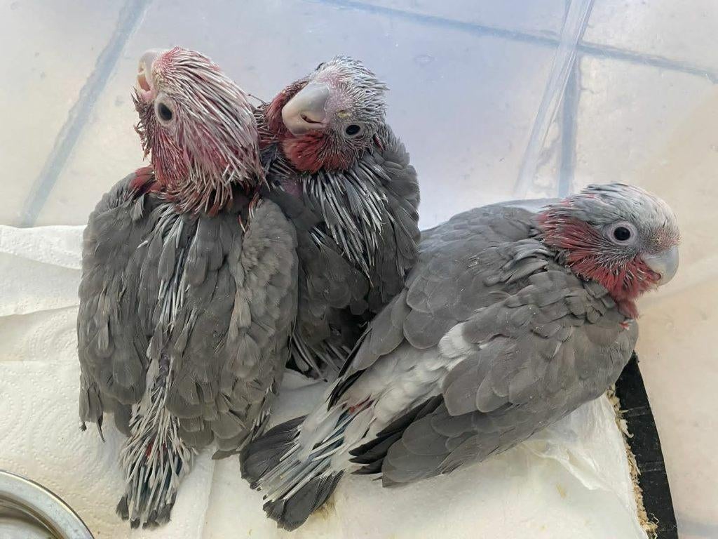 rose kaketoe's, Dieren en Toebehoren, Vogels | Parkieten en Papegaaien, Papegaai, Meerdere dieren, Tam, Geringd