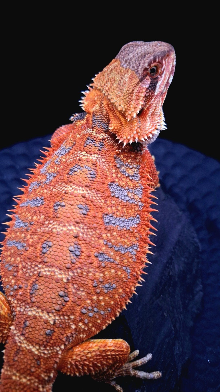 AANBIEDING!! 50% Red Monster Extreme Blue Tiger 2x Vrouw, Hagedis, 0 tot 2 jaar