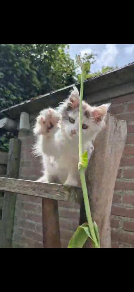 Maincoon kitten! Russische lijn, Poes