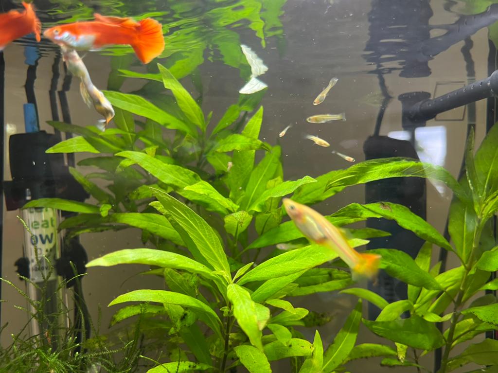 Baby guppen 2 weken oud., Dieren en Toebehoren, Vissen | Aquariumvissen, Vis