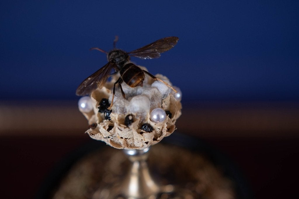 Pronkstuk hornaar in stolp op sokkel, Ophalen of Verzenden, Nieuw, Insect, Opgezet dier