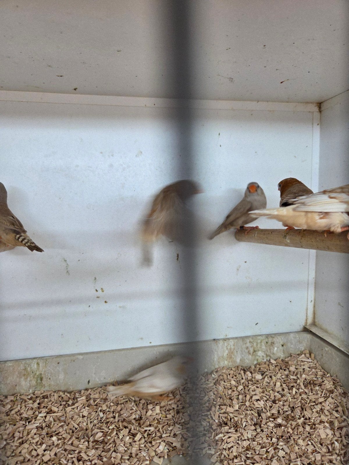 Oranjeborst zebravinken, Dieren en Toebehoren, Vogels | Overige Vogels, Meerdere dieren