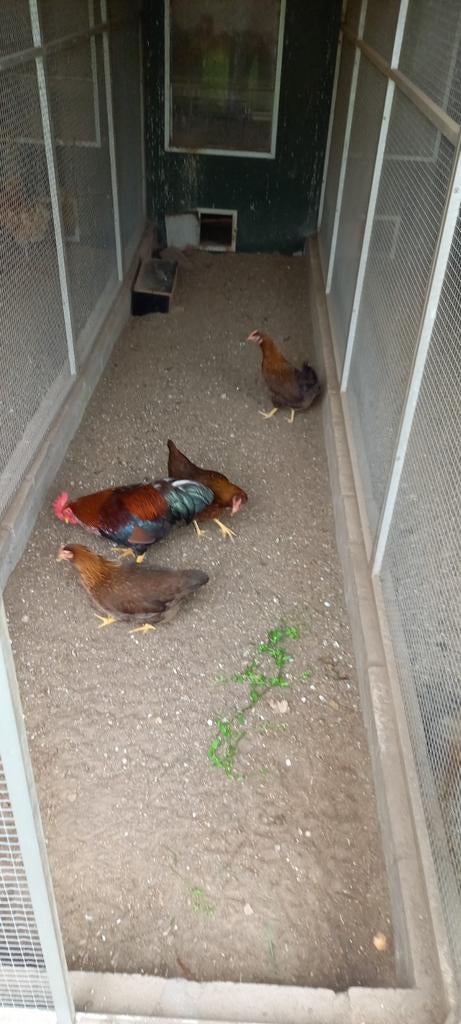 Broedeieren welsumer kriel, Dieren en Toebehoren, Pluimvee, Geslacht onbekend, Kip