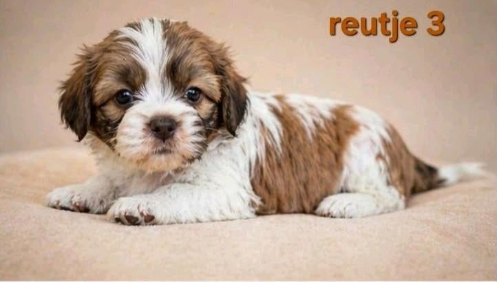 Super mooi gezonde boomer pups. Maltezer maal shih tzu, Parvo, Overige rassen, 8 tot 15 weken, Meerdere
