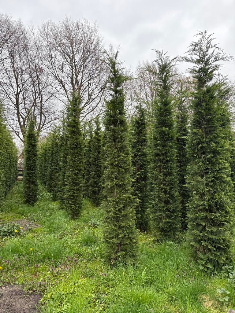Haagconiferen Cupress Leylandii en Thuja Brabant, Tuin en Terras, Planten | Struiken en Hagen, Conifeer, 250 cm of meer, Ophalen