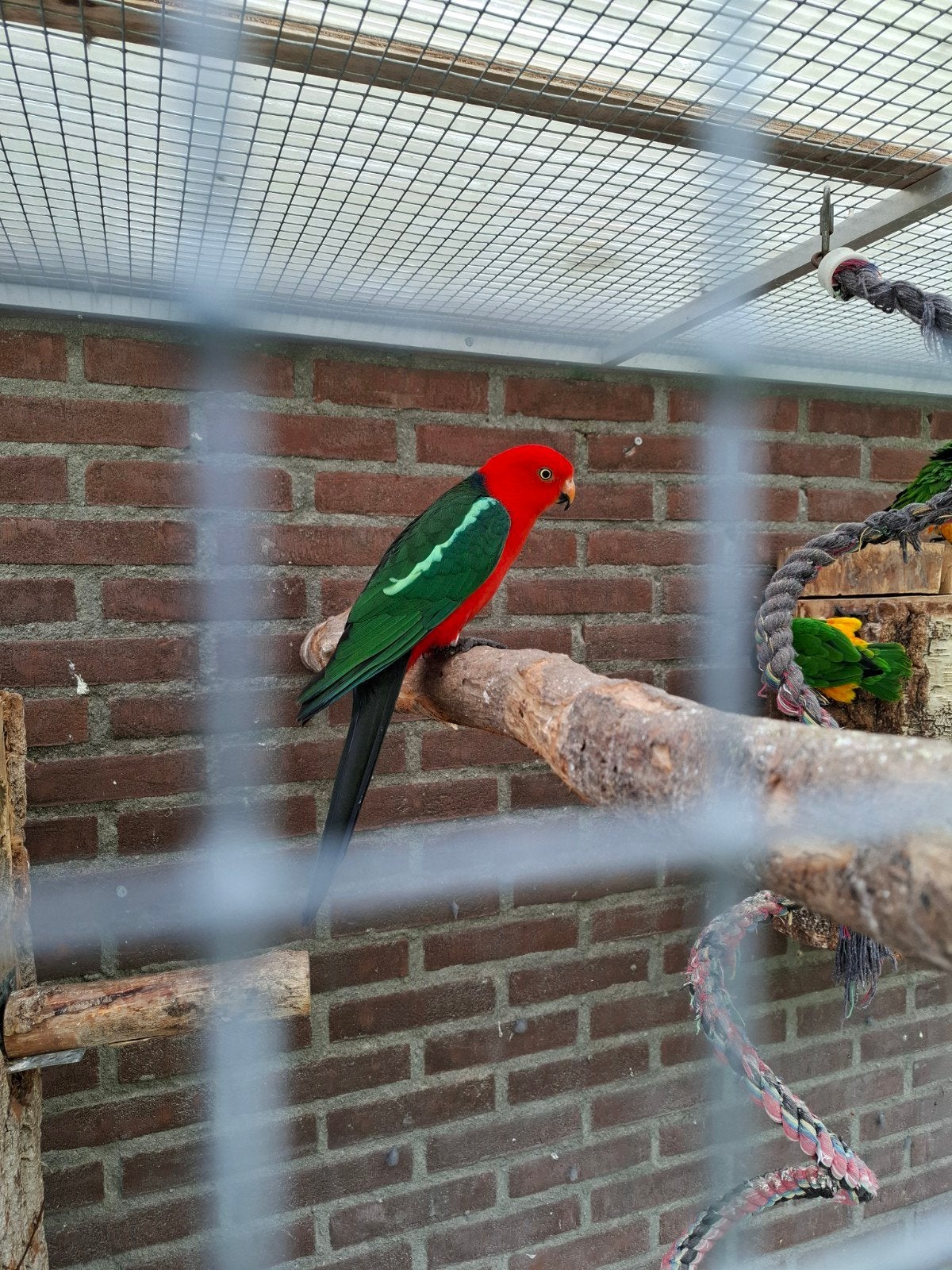 Bewezen koningsparkiet man, Dieren en Toebehoren, Mannelijk, Parkiet