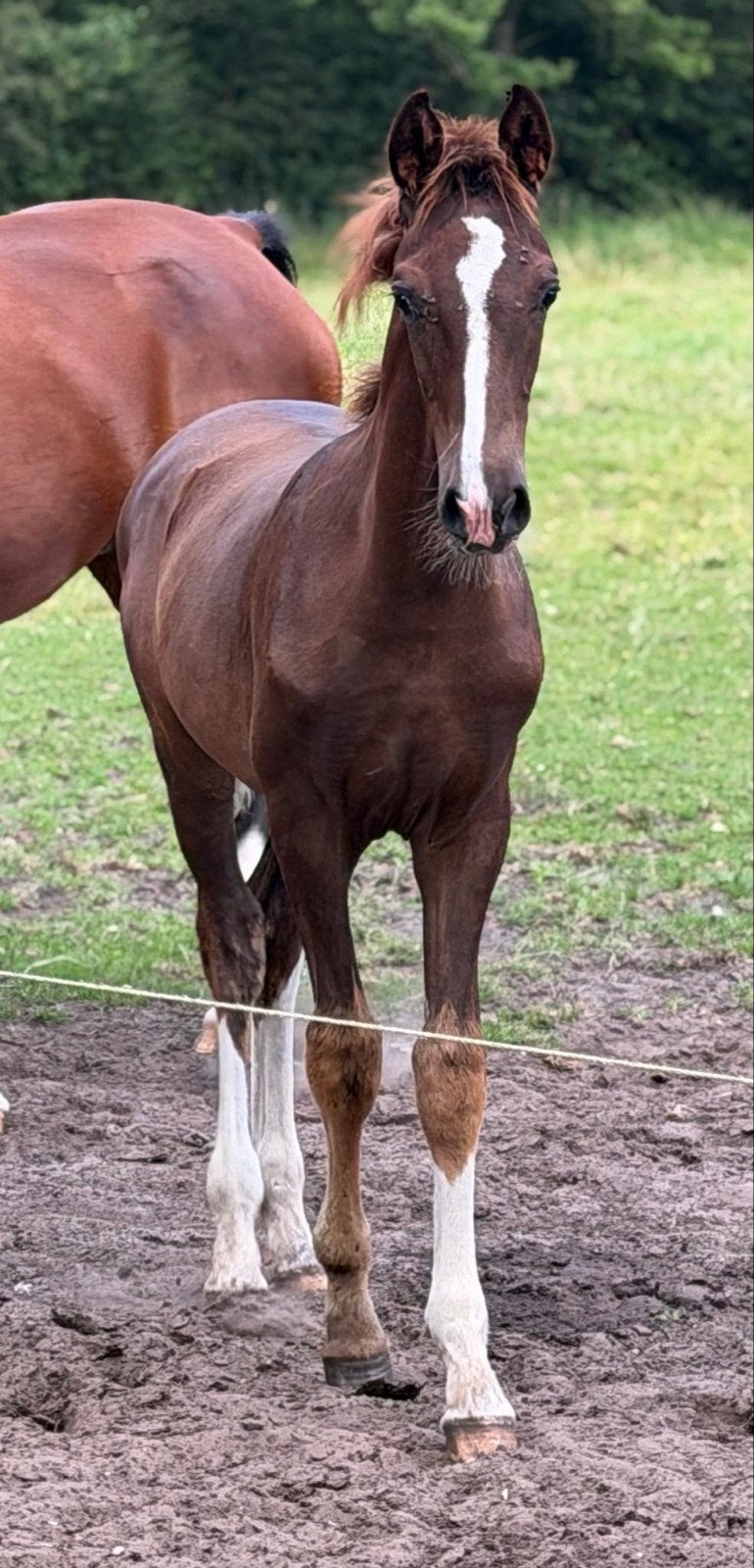 te koop prachtige veulen, Dieren en Toebehoren, Merrie, Minder dan 160 cm, Met stamboom, Niet van toepassing