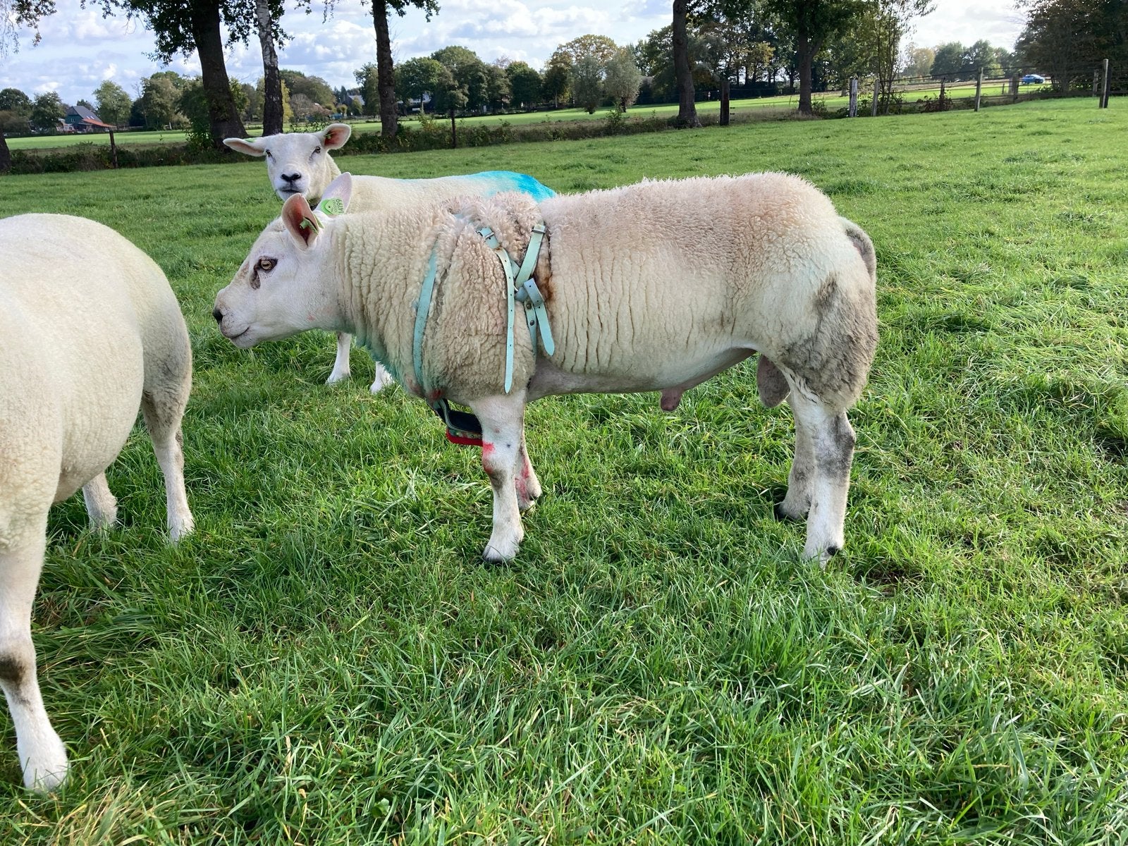 Overjarige Britse Texelaar ram, Dieren en Toebehoren, Mannelijk, Schaap