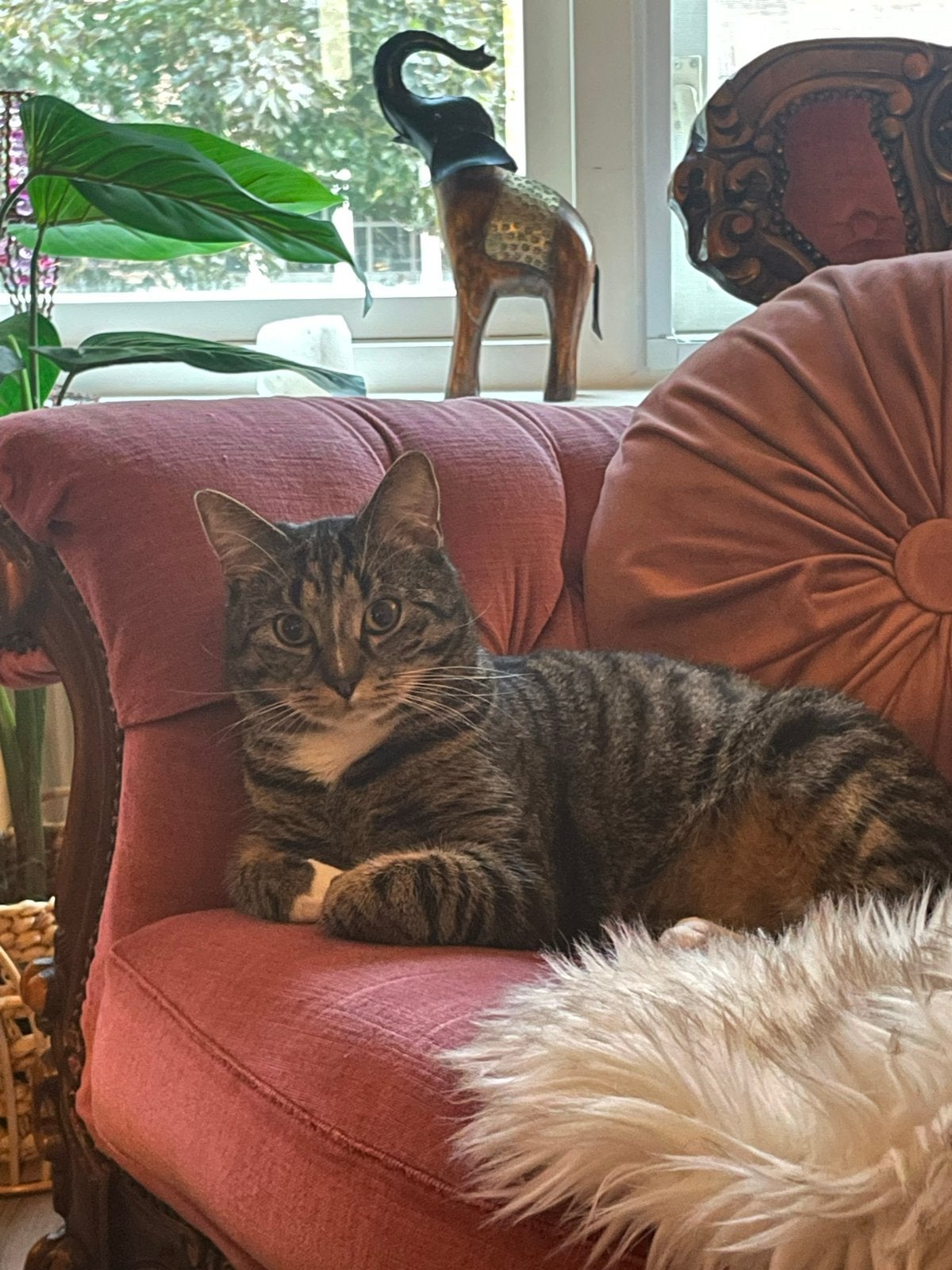 (Binnen kat) Milo vermist HENGELO, Dieren en Toebehoren, Katten en Kittens | Overige Katten, Kater