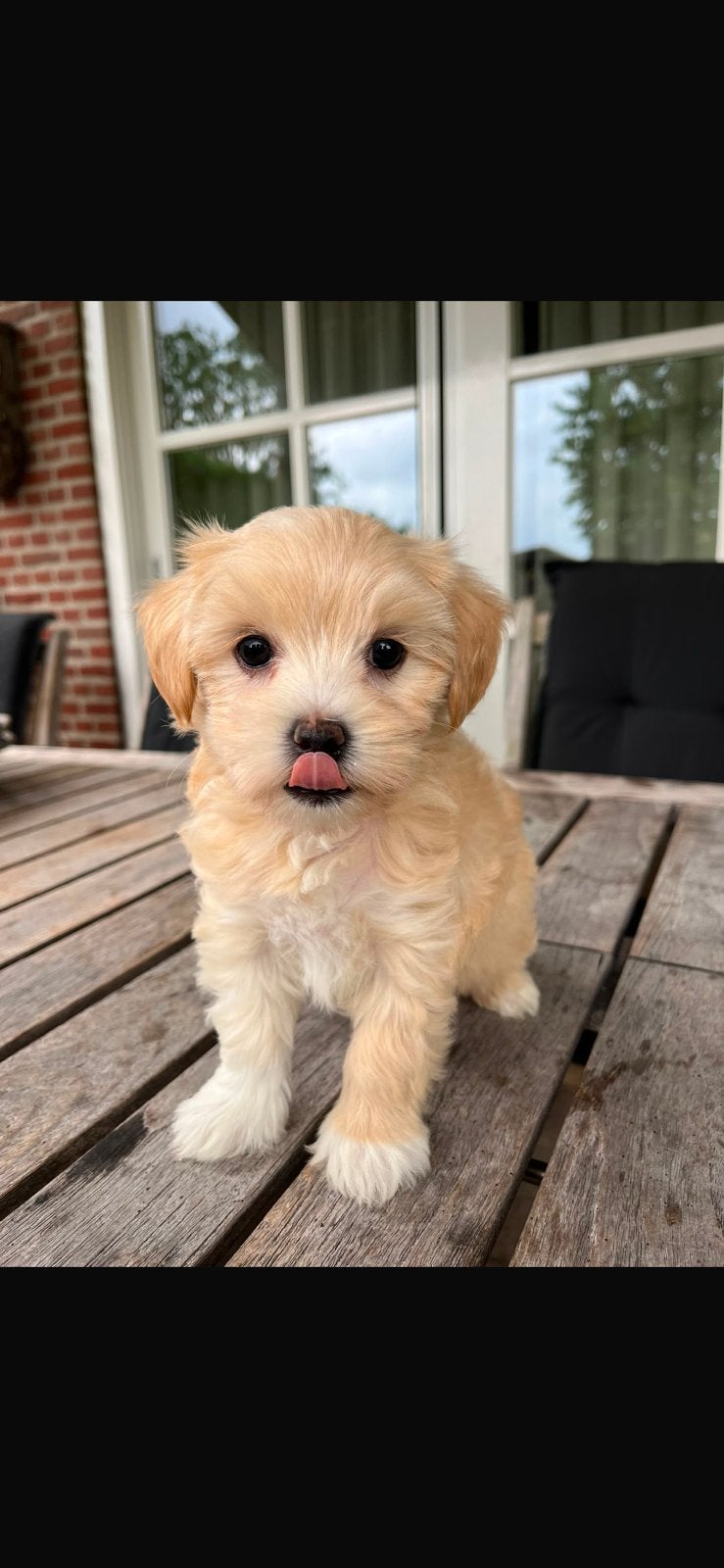 Maltipoo pups  ( maltezer x poedel ), Parvo, Overige rassen, 8 tot 15 weken, Teef