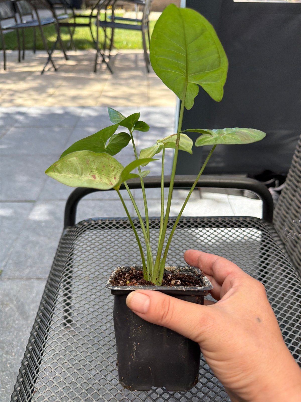 Syngonium Milk Confetti, Huis en Inrichting, Kamerplanten, Ophalen of Verzenden