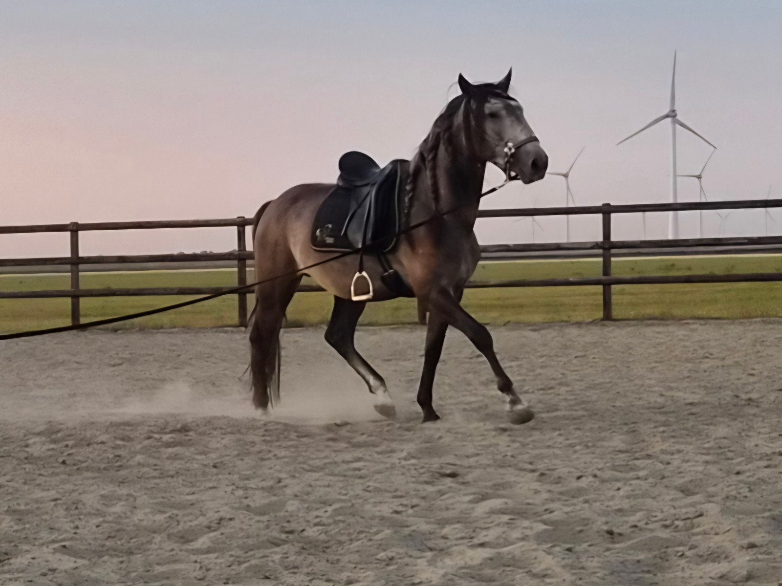 Stoere grote lusitano hengst, Met stamboom, Dressuurpaard, Hengst, 3 tot 6 jaar