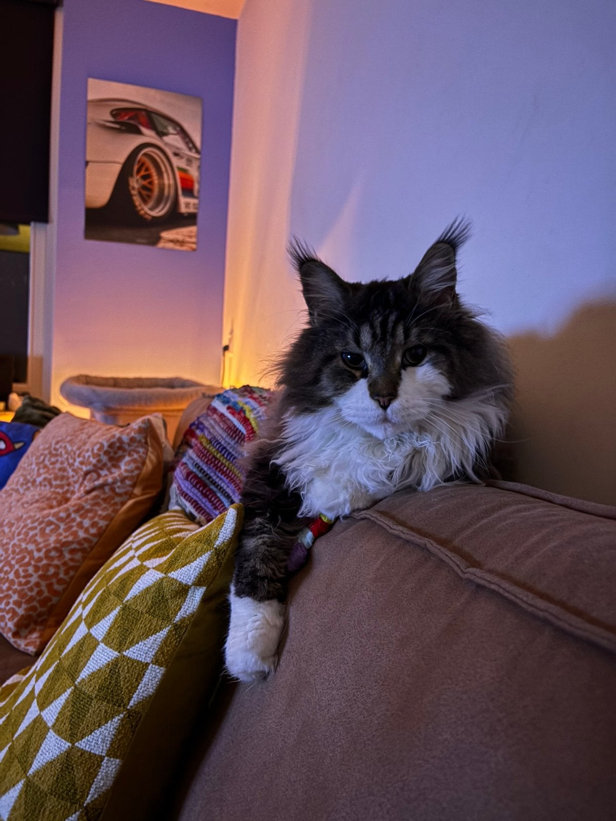 Maine coon Guusje kater grijs wit met stamboom, Kater, Met stamboom