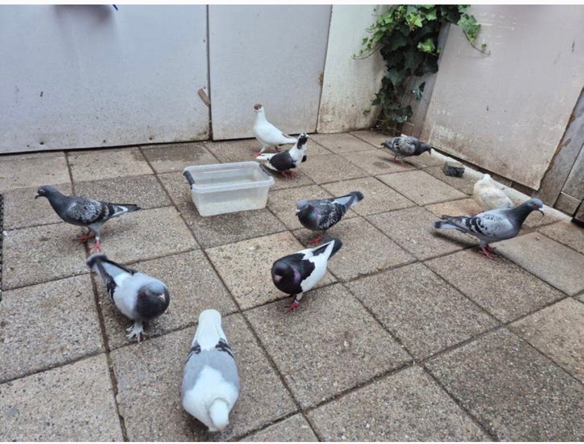 Duiven te kopen graag alles in een keer 12,50 per stuk, Meerdere dieren, Postduif
