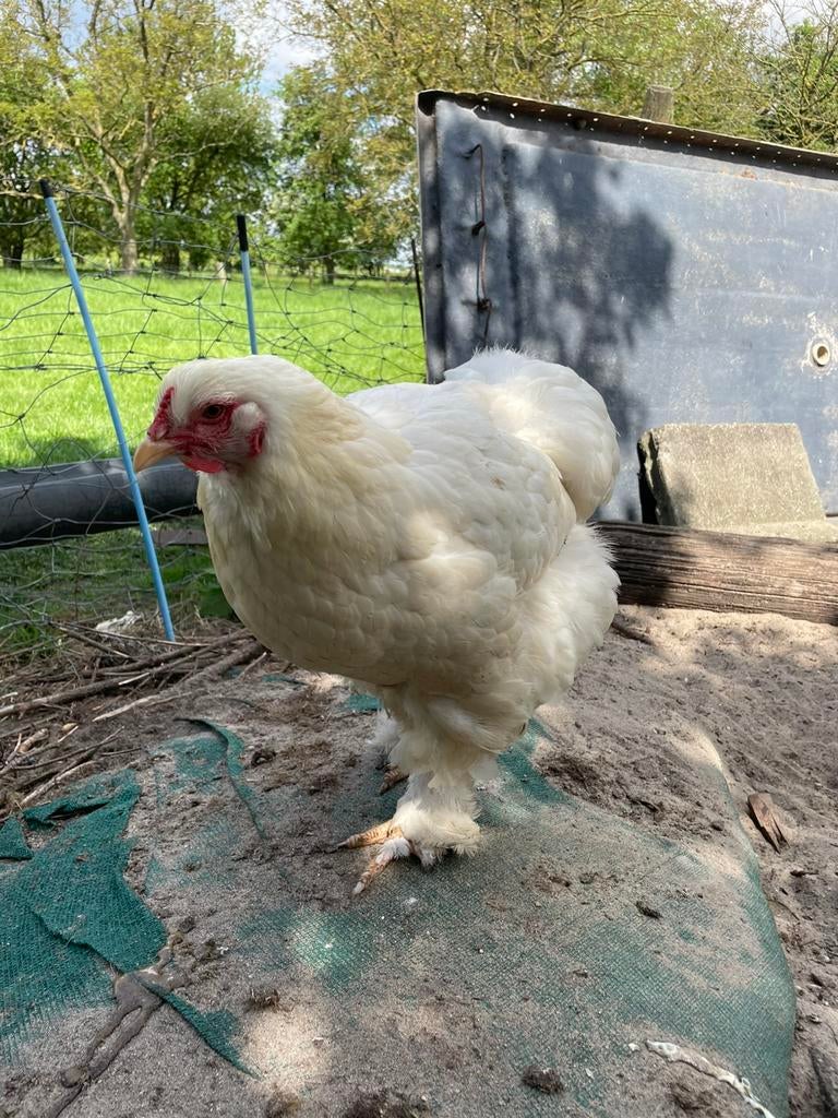 Brahma hen, Dieren en Toebehoren, Pluimvee, Vrouwelijk, Kip