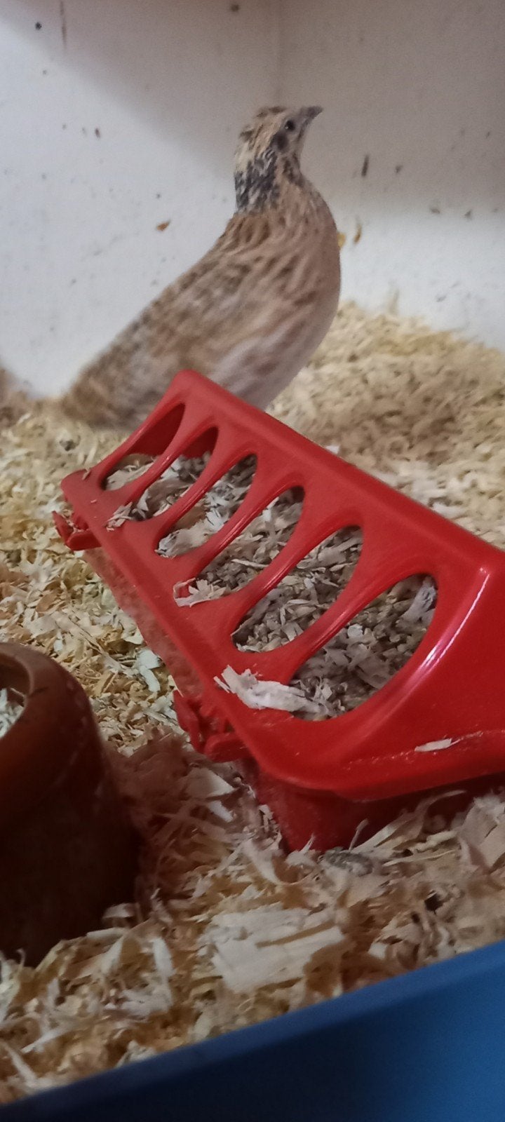 Europese kwartels koppel, Meerdere dieren, Wildzangvogel, Geringd