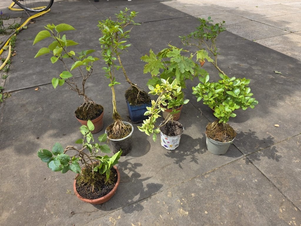 Diverse boompjes in pot - perfect voor bonsai, Tuin en Terras, Bloeit niet, Overige soorten, Minder dan 100 cm, Ophalen