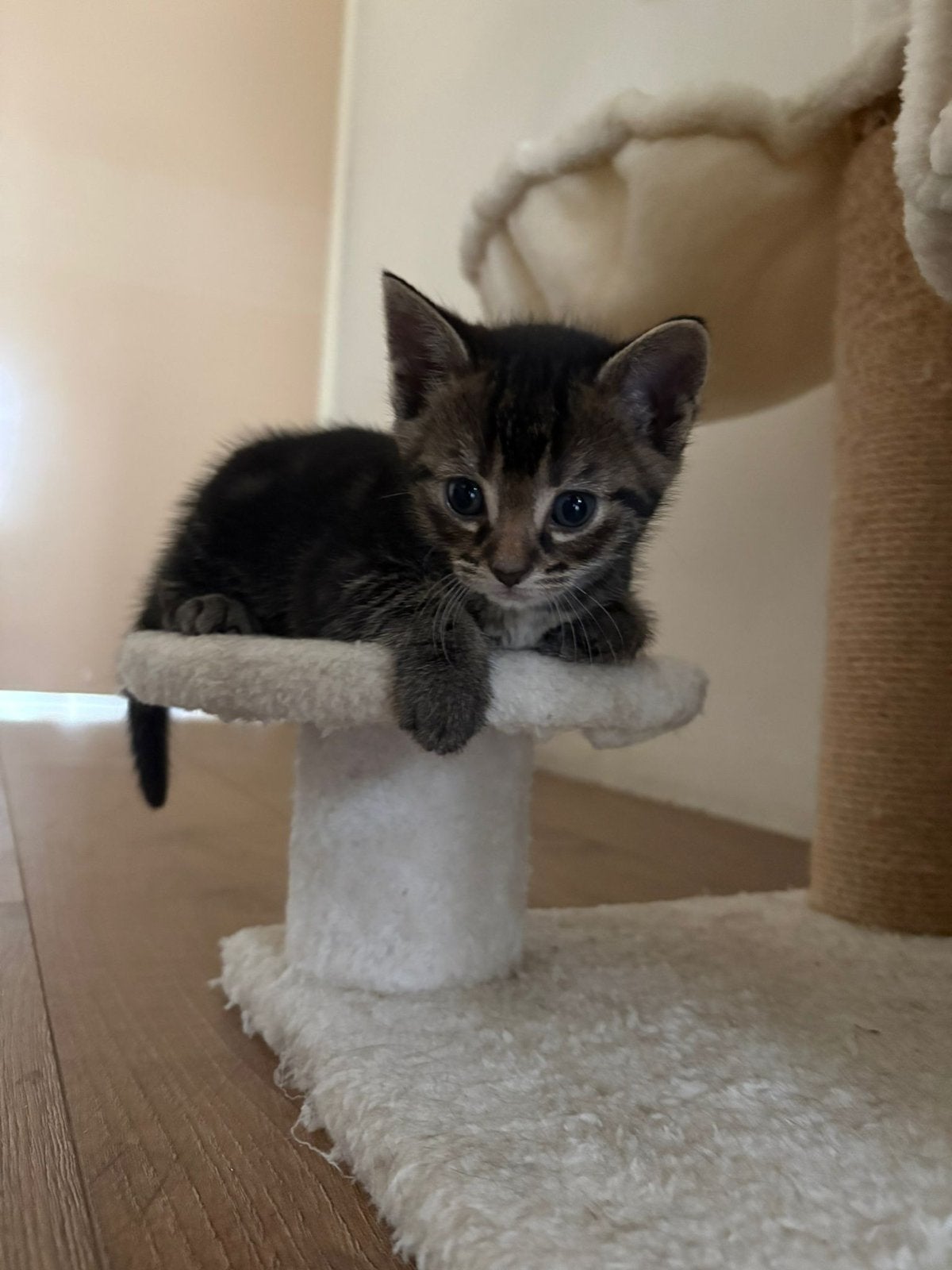 Lieve kittens van 8 weken oud, Meerdere dieren