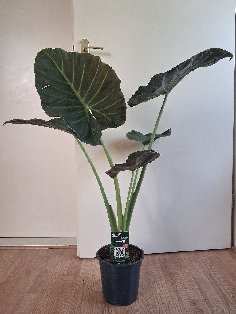 Alocasia Regal Shield / Shields - Olifantsoor H: 95 cm., Ophalen, Overige soorten, Halfschaduw, Minder dan 100 cm
