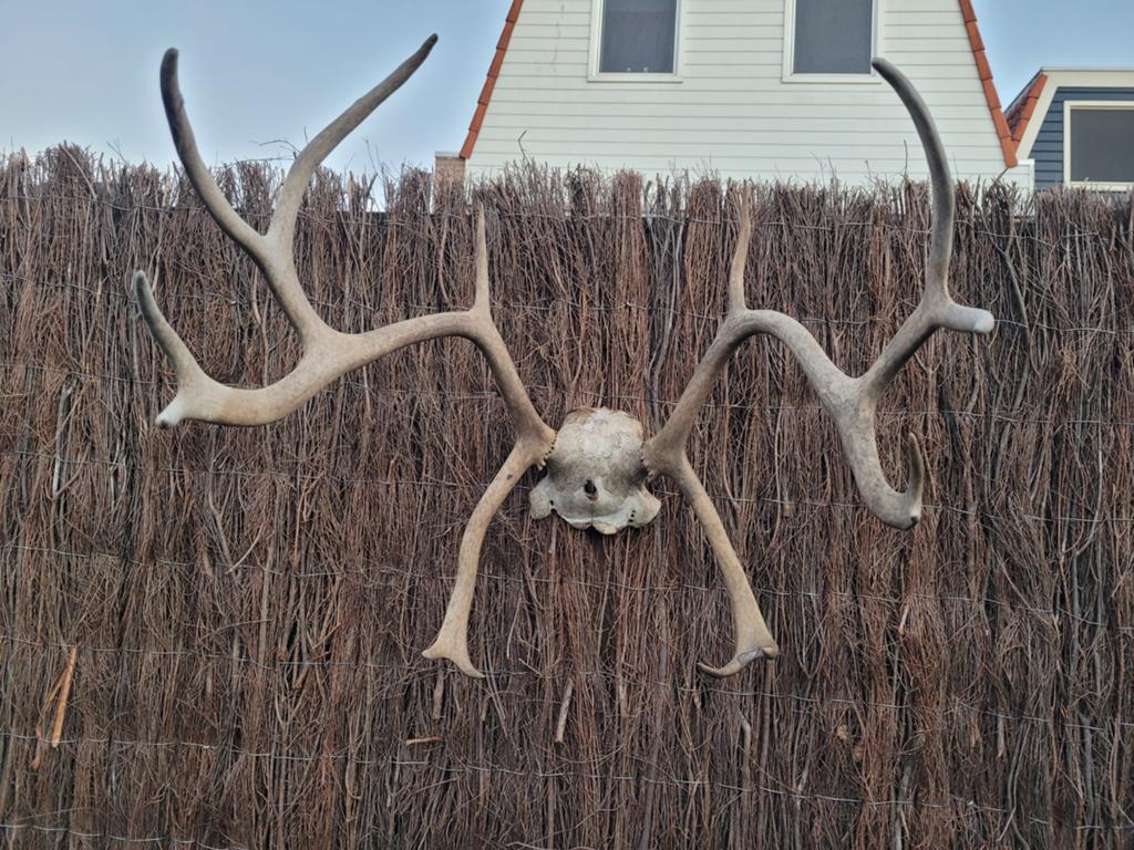 Groot gewei met schedel - Decoratie, Ophalen of Verzenden, Gebruikt