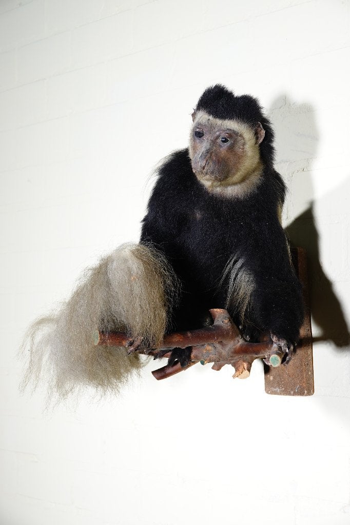 fullmount antieke aap opgezette taxidermy monkey, Ophalen of Verzenden, Zo goed als nieuw, Hert, Gewei of Kop