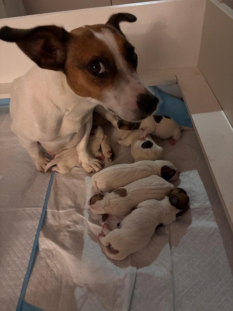 Geboren op 6 october 6 mooie Jack Russel pups, Jack Russell Terriër, 8 tot 15 weken, Meerdere, Meerdere dieren