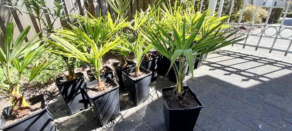 Palmboompjes, Volle zon, Ophalen, Overige soorten, Bloeit niet