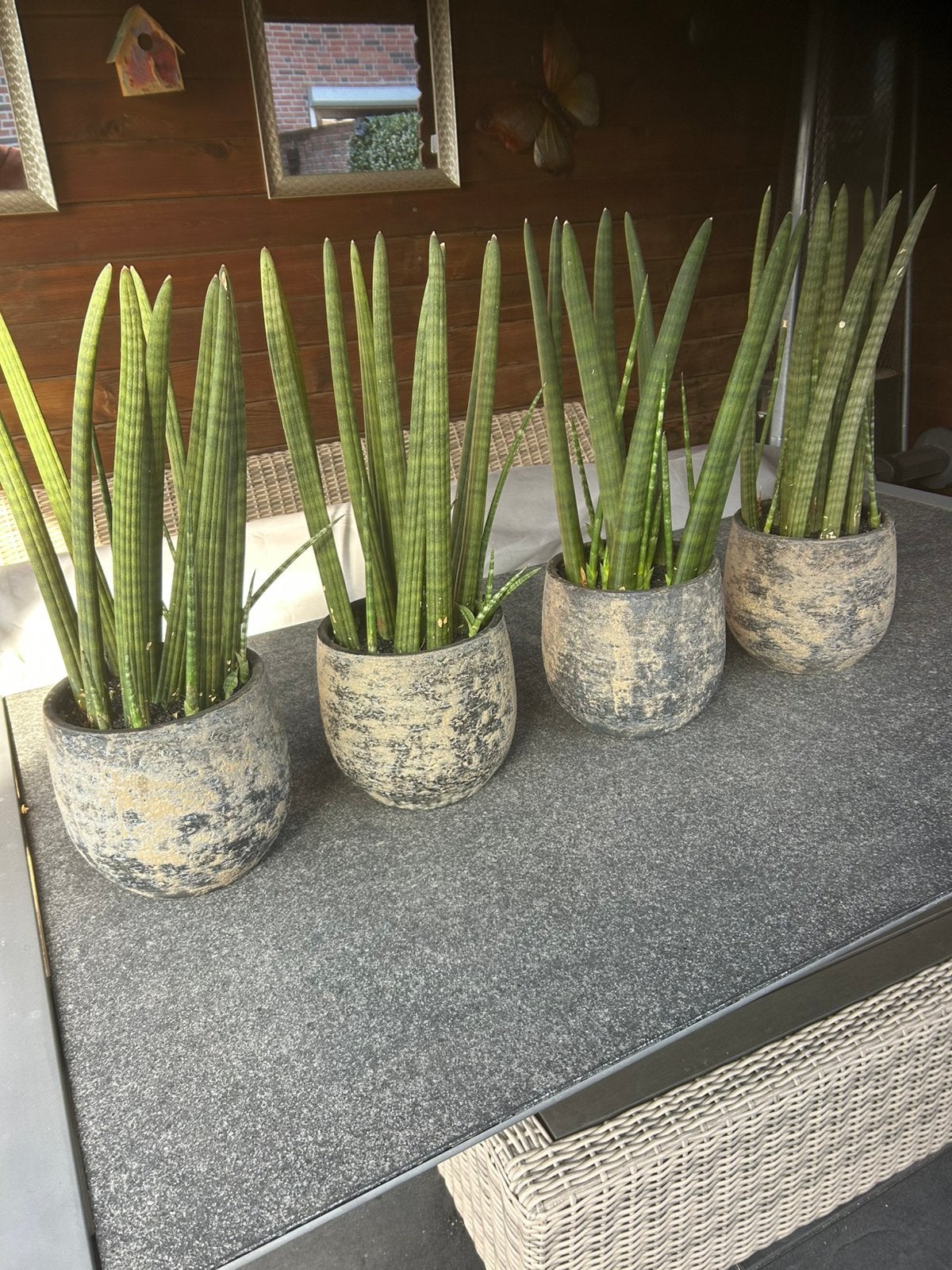 Set van 4 Sansevieria Cylindrica in decoratieve potten, Ophalen, Halfschaduw, Minder dan 100 cm