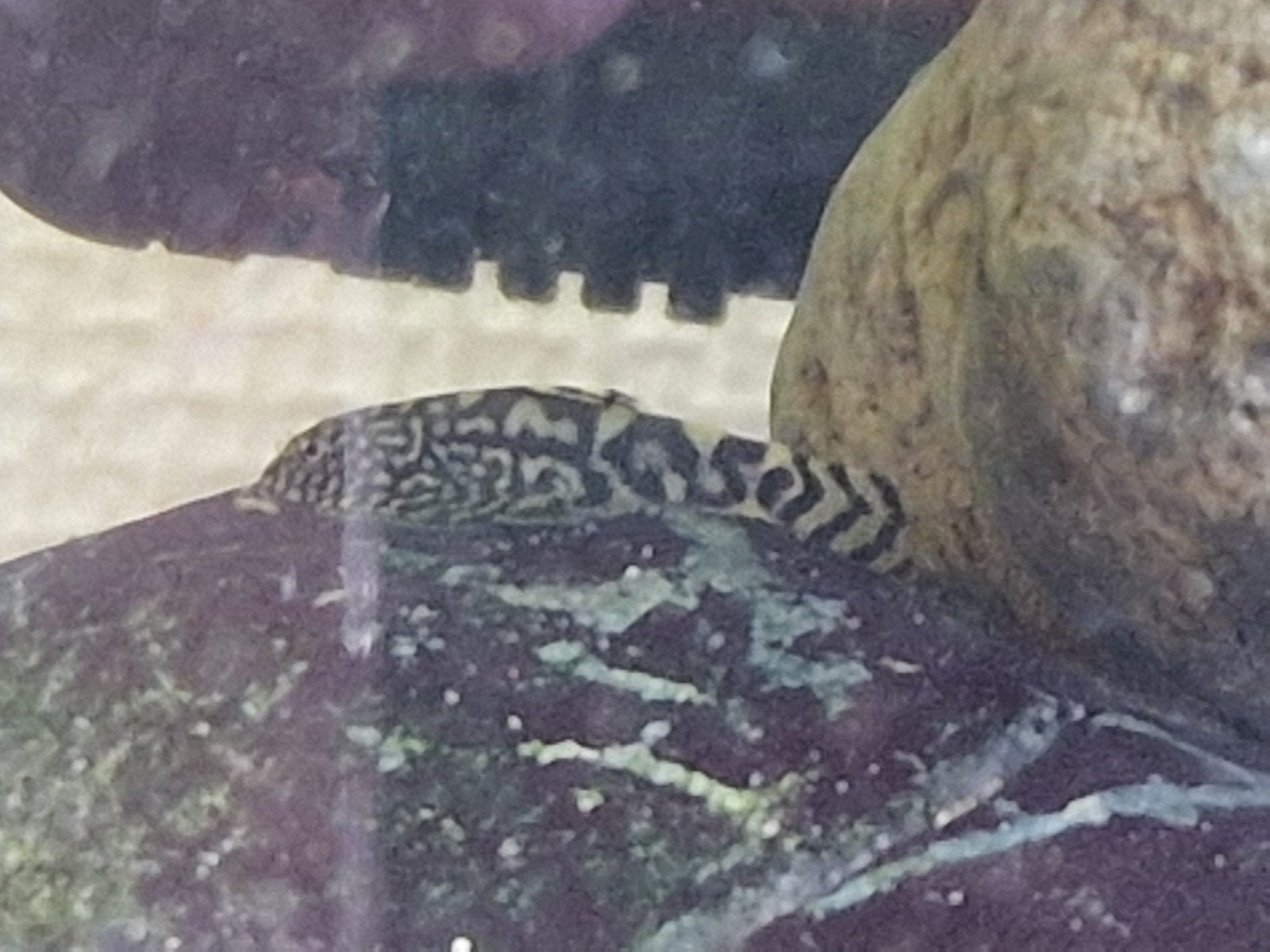 Sewellia Lineolata, Steenkruipertjes, jongen eigen kweek, Vis