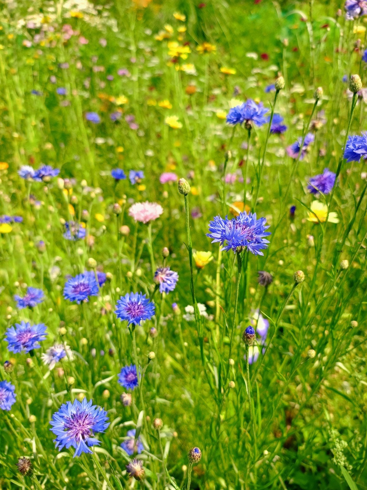 Biologische Wilde Bloemen Zadenmix - Pluktuin, Overige soorten, Volle zon, Eenjarig, Ophalen of Verzenden