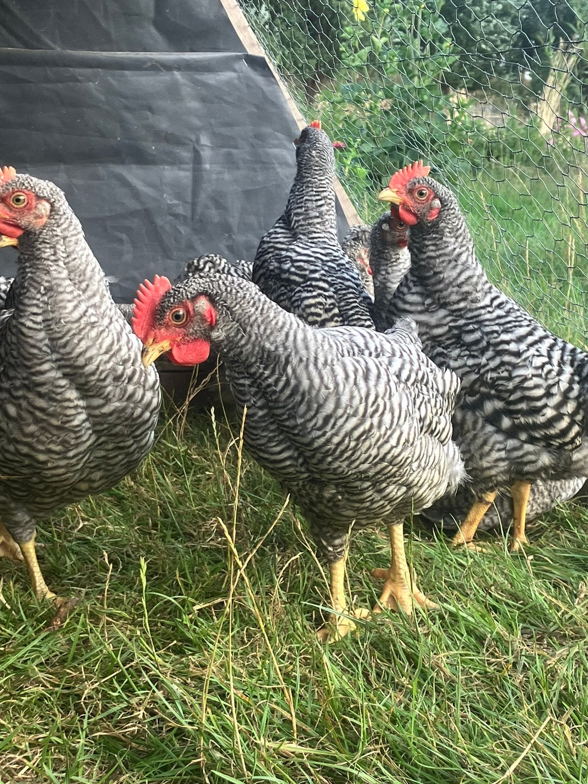 Jonge Amrock haantjes, Dieren en Toebehoren, Pluimvee, Mannelijk, Kip