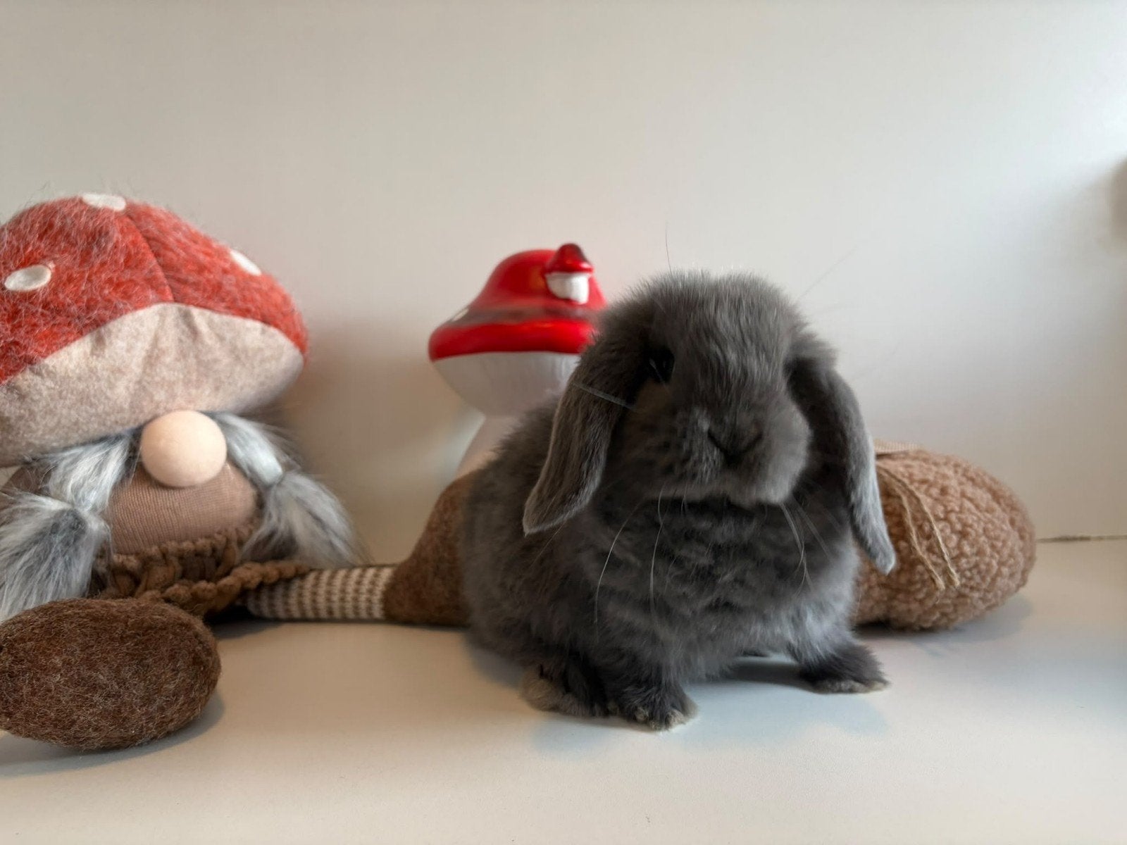 Minilop hangoor dwerg konijntje rammetje 🩵🐰🏡, Mannelijk, Dwerg, Hangoor, 0 tot 2 jaar