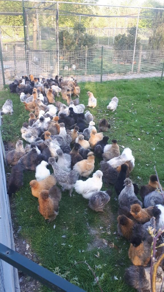 Zijdehoen hennen, Dieren en Toebehoren, Pluimvee, Meerdere dieren, Kip