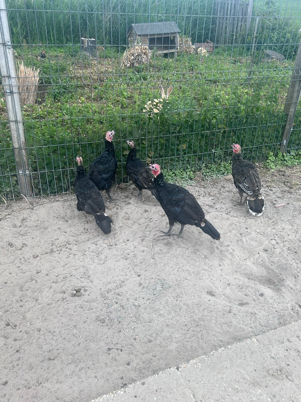 Kalkoen, Dieren en Toebehoren, Pluimvee, Vrouwelijk, Kalkoen