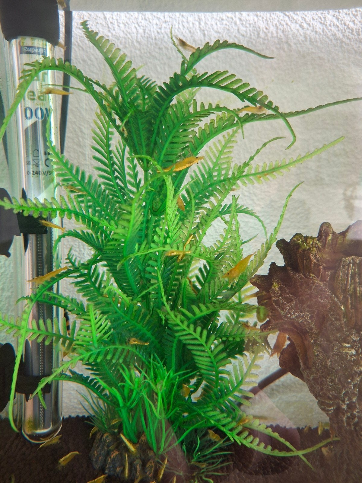 Gele garnalen mini garnalen, Dieren en Toebehoren, Vissen | Aquariumvissen, Kreeft, Krab of Garnaal