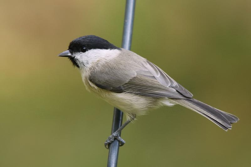 Gezocht glanskop wildzang vogel, Dieren en Toebehoren, Vogels | Overige Vogels, Meerdere dieren, Wildzangvogel