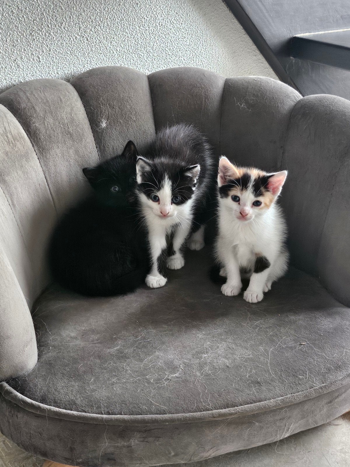3 lieve kittens, Meerdere dieren, Kortharig, 0 tot 2 jaar