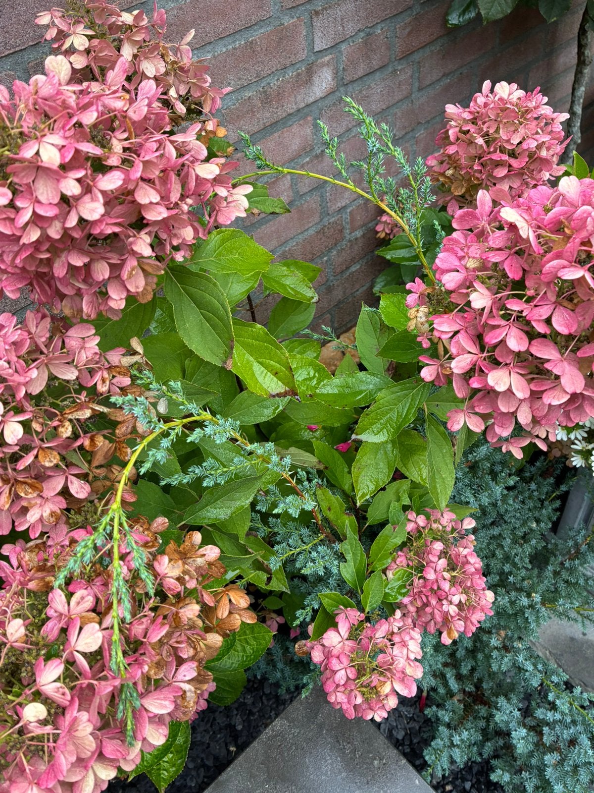 Diverse vaste planten, Ophalen, Overige soorten, Volle zon