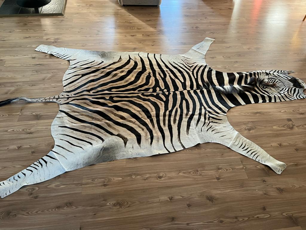 NIEUW Zebra huid - Top A grade! In prijs verlaagd., 150 tot 200 cm, Ophalen of Verzenden, Overige vormen, Beige