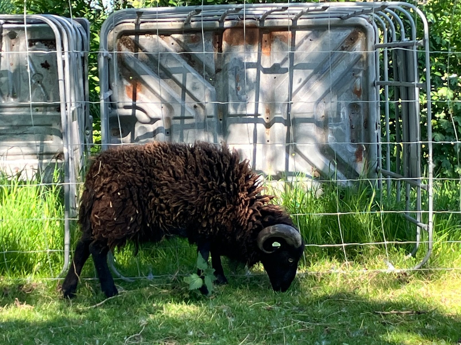 Te koop of te huur gevraagd Ouessant ram, Mannelijk, Schaap