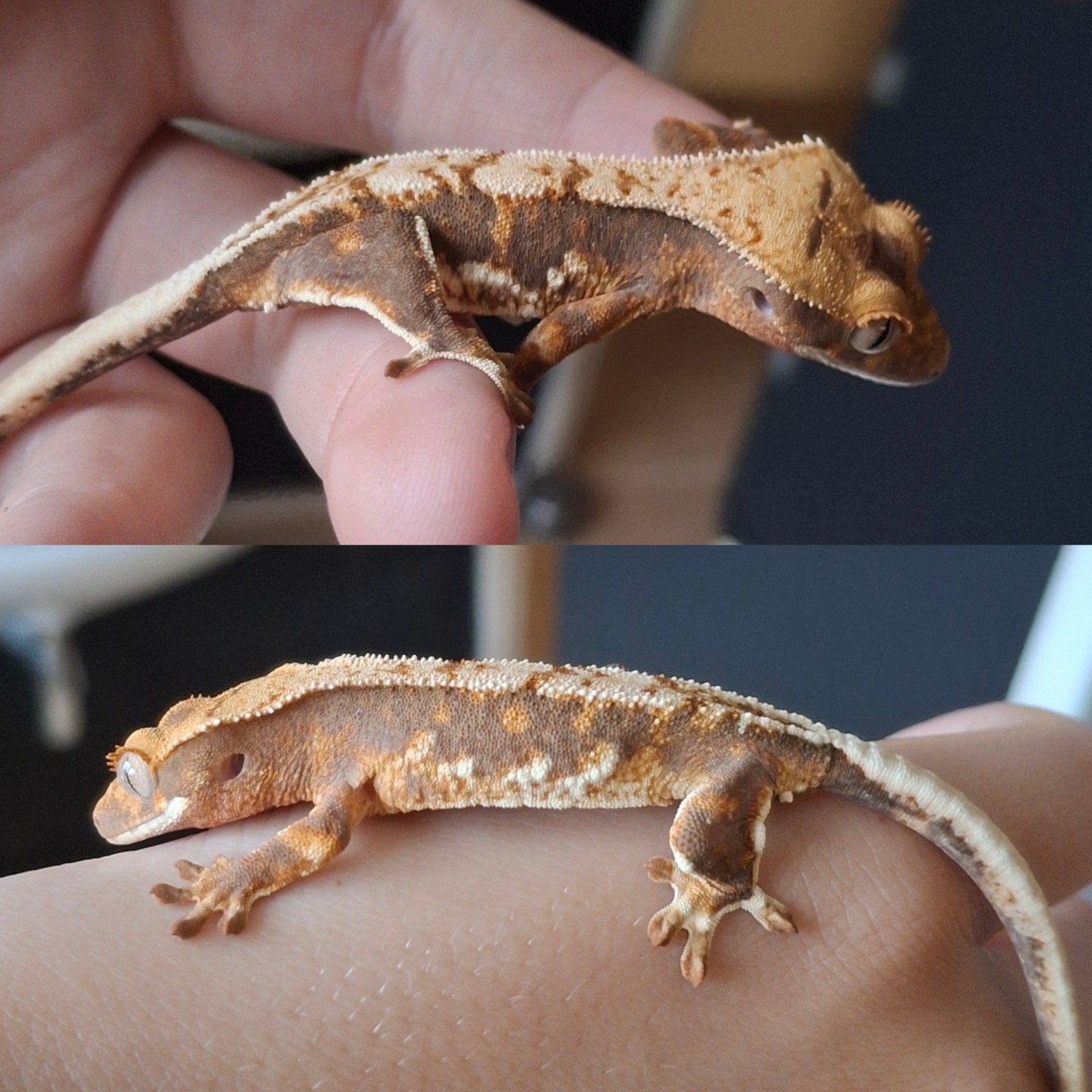 Leuke lilly white wimpergekko/crested gecko (0.0.1) Crested Gecko - female for sale from Lotus' Creatures