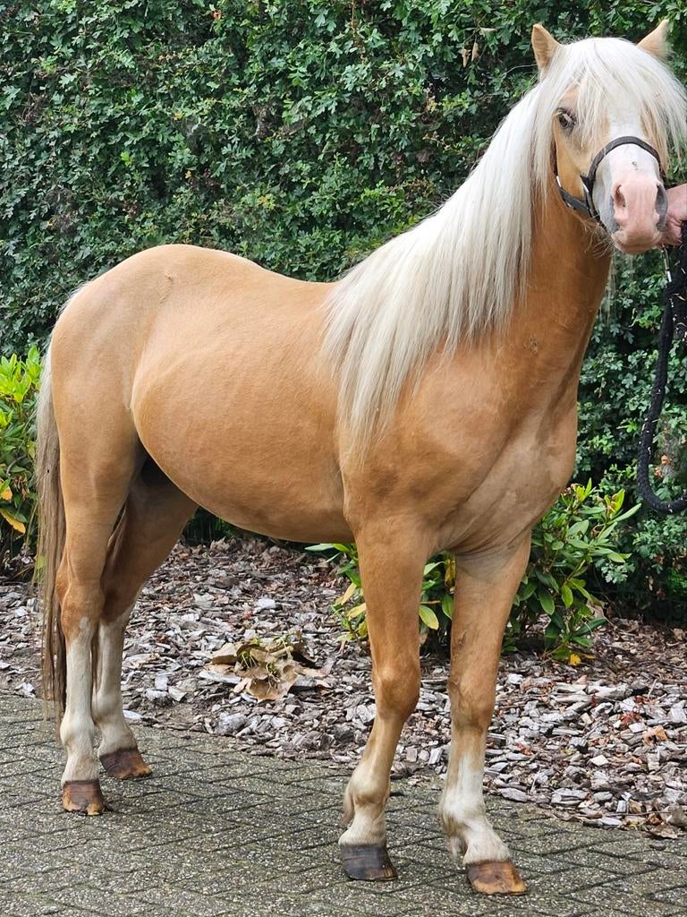 2 mooie palomino sectie a hengsten ter dekking., Dieren en Toebehoren, Hengst