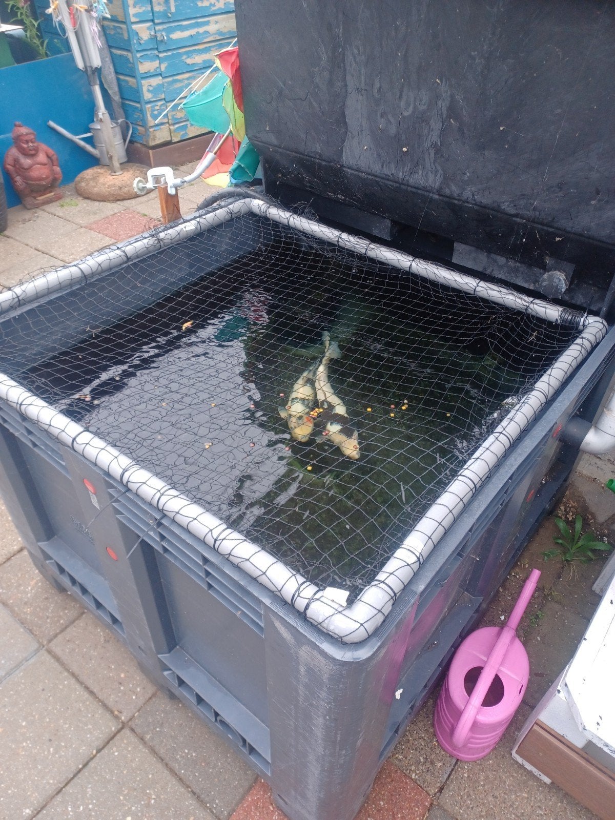2 mooie koi.s, Karper of Koi