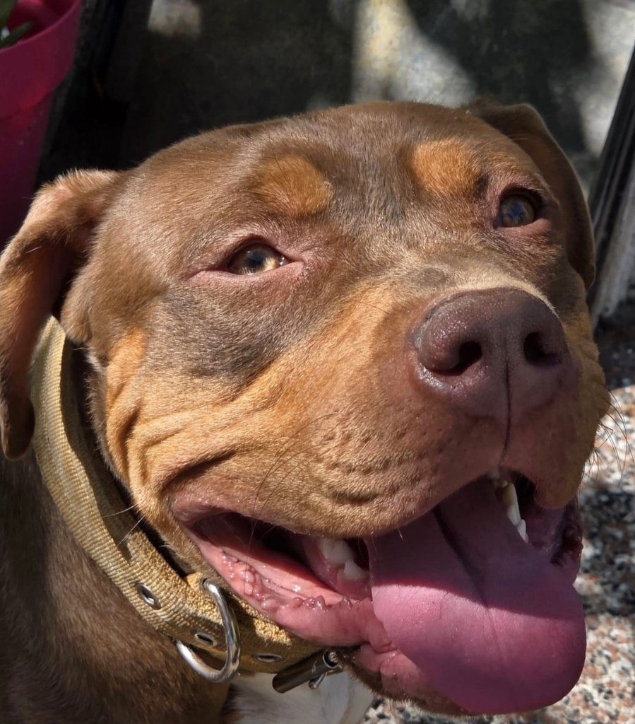 Bully xl teefje net 1 jaar, Dieren en Toebehoren, 1 tot 2 jaar, Teef, Bulldog, Eén hond