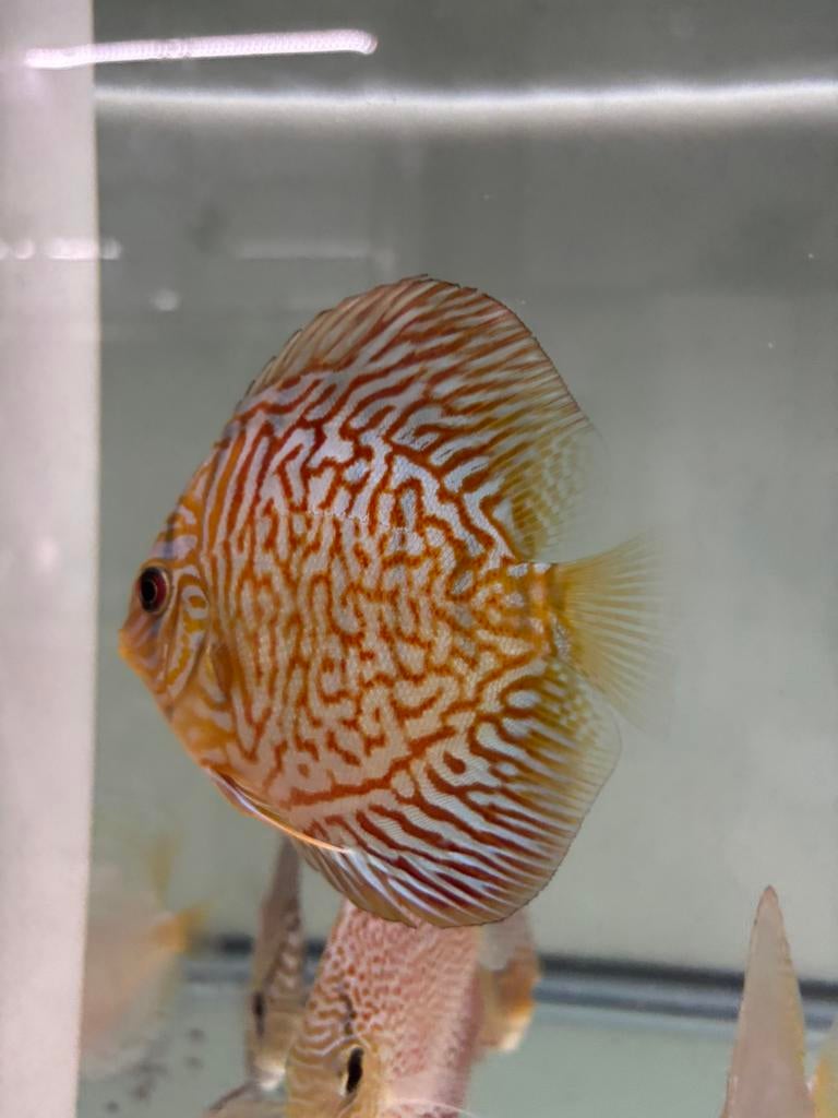 Discus tiger turquoise, Vis