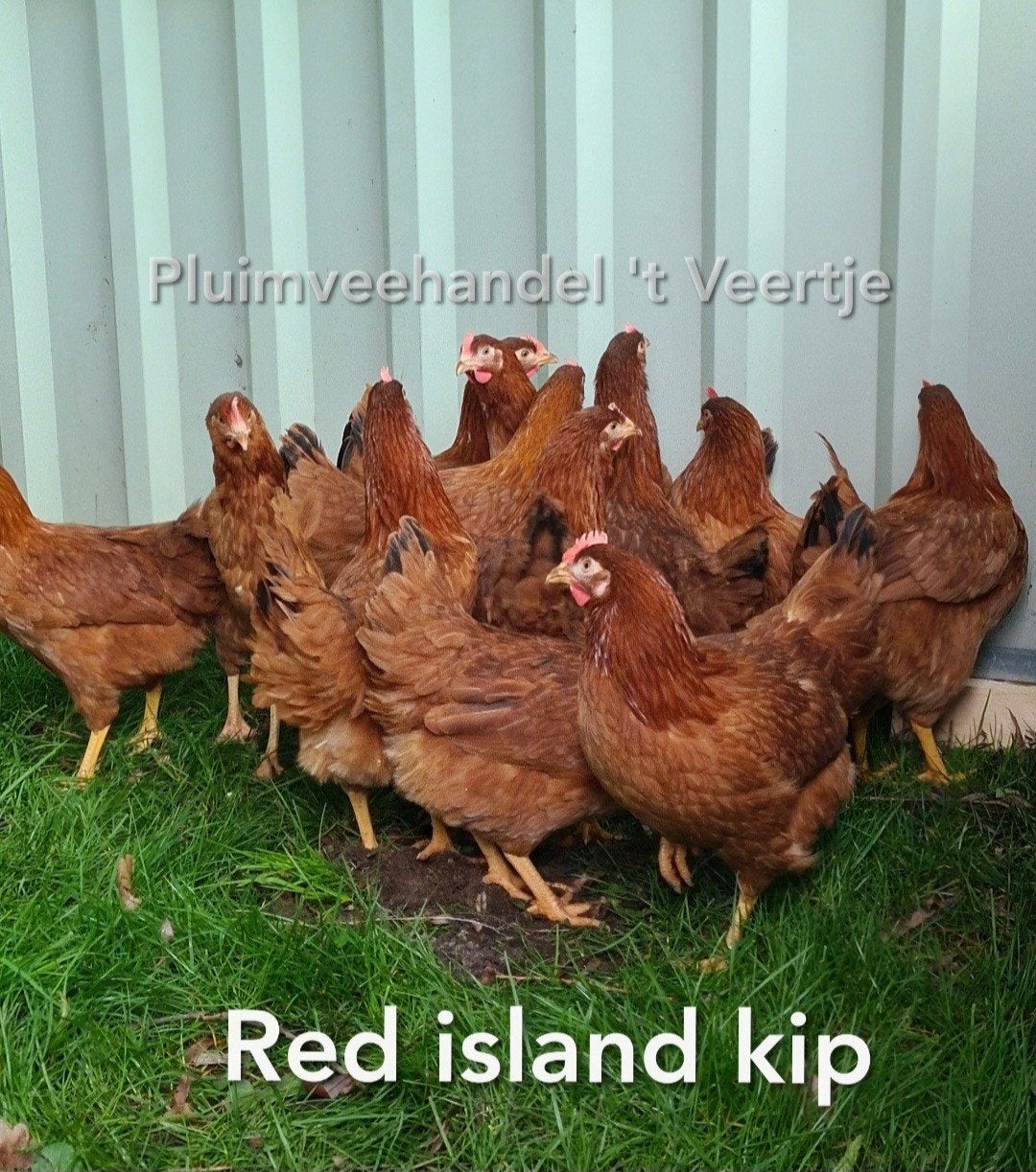 vele soorten jonge leghennen legkippen red island koekoek, Vrouwelijk, Kip