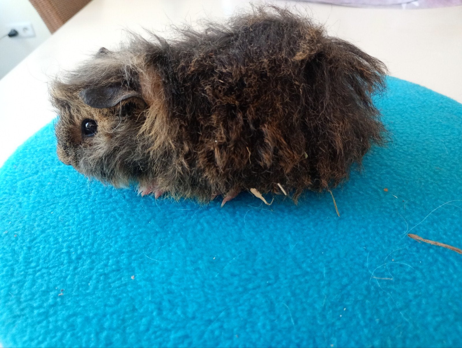 alpaca beertje, Cavia, Mannelijk, Juli, Tam